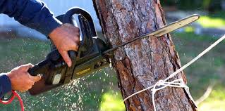  Falls Church, VA Tree Services Pros