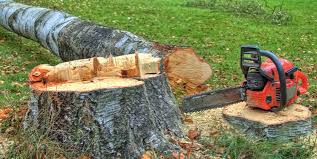 Best Commercial Tree Services  in Falls Church, VA