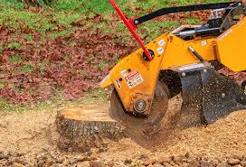 Best Tree Cabling and Bracing  in Falls Church, VA