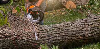 Best Lawn Pest Prevention  in Falls Church, VA