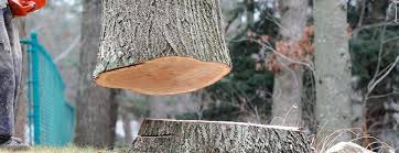 How Our Tree Care Process Works  in  Falls Church, VA