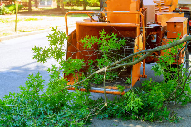Grass Overseeding in Falls Church, VA