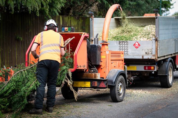 Best Hedge Trimming  in Falls Church, VA