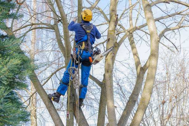 Best Lawn Disease Treatment  in Falls Church, VA
