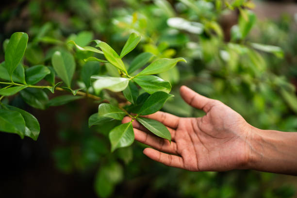Best Fruit Tree Pruning  in Falls Church, VA
