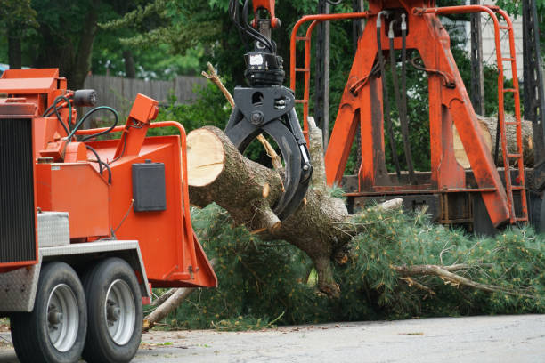 Best Stump Grinding and Removal  in Falls Church, VA