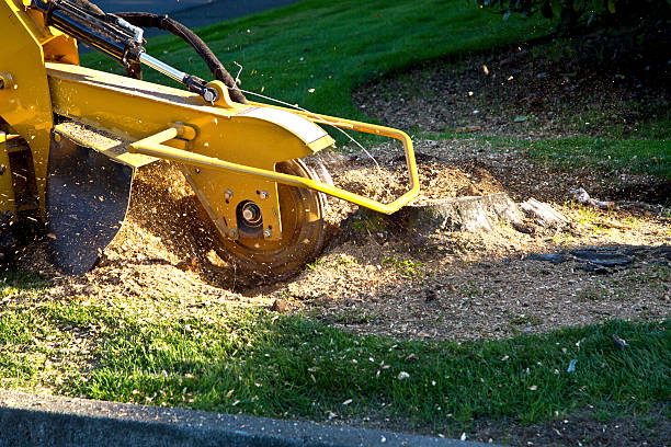 Falls Church, VA Tree Services Company