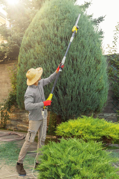 Best Lawn Irrigation Installation and Maintenance  in Falls Church, VA