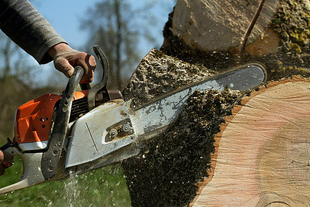 Best Stump Grinding and Removal  in Falls Church, VA