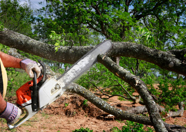 Best Lot and Land Clearing  in Falls Church, VA