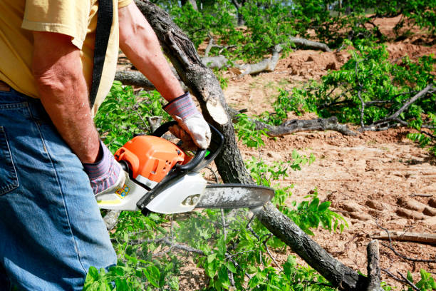 Best Palm Tree Trimming  in Falls Church, VA