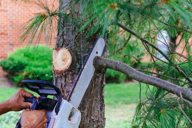 Best Organic Lawn Care Solutions  in Falls Church, VA