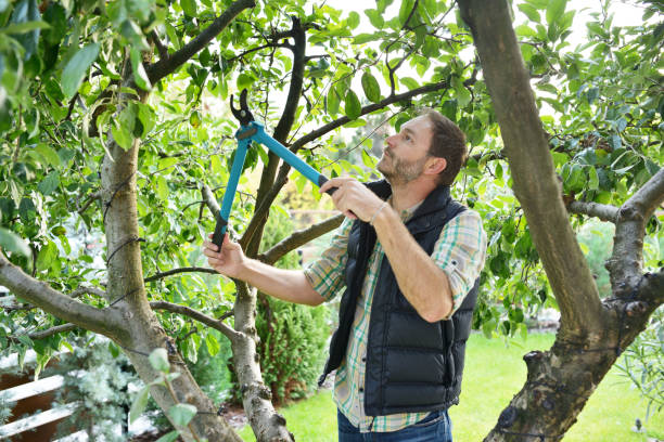 Best Tree Health Inspection  in Falls Church, VA